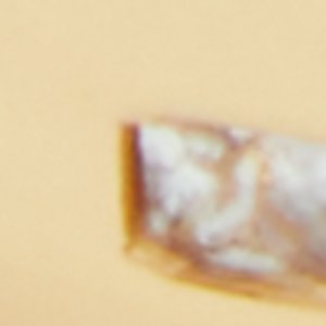 ALDO Gannabrissi boucles d’oreilles créoles dorées