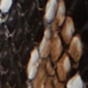 ALDO Youra sac à main chaîne porté croisé noir