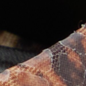ALDO Anniebrilden sandales talon effet serpent